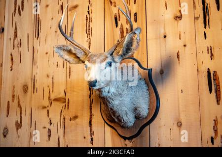 Ein Hirschkopf, der an einer Wand befestigt und hängend ist. Stockfoto