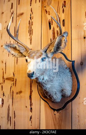 Ein Hirschkopf, der an einer Wand befestigt und hängend ist. Stockfoto