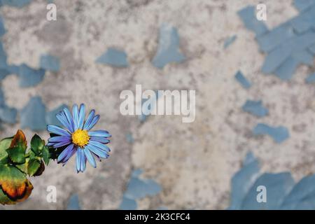 Blaue Gänseblümchen mit gelbem Herzen auf dem Hintergrund einer alten rissigen Wand. Grunge Stil Betonhintergrund mit abblätterndem Putz. Blume in ruinierten Stein Stadt. Ruhm der Ukraine. Speicherplatz kopieren Stockfoto