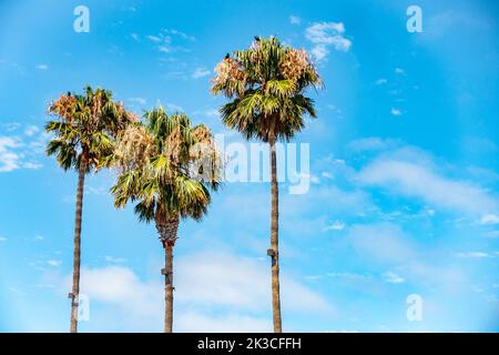 Eine Palme an einem Sommertag in Vallejo, Kalifornien, vor einem klaren blauen Himmel. Stockfoto