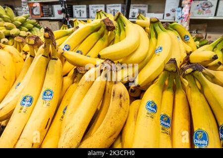 Stapel von Chiquita-Bananen aus Guatemala auf der Ausstellung und im Verkauf in einem Supermarkt in Amerika. Stockfoto