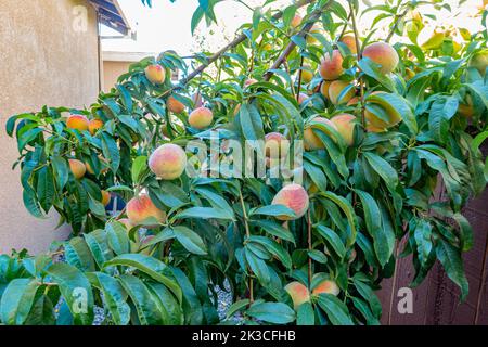 Hausgemachte Pfirsiche, die auf einem Zitronenbaum in einem Garten wachsen, reif und pflücken. Stockfoto