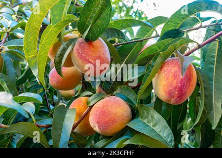 Hausgemachte Pfirsiche, die auf einem Zitronenbaum in einem Garten wachsen, reif und pflücken. Stockfoto