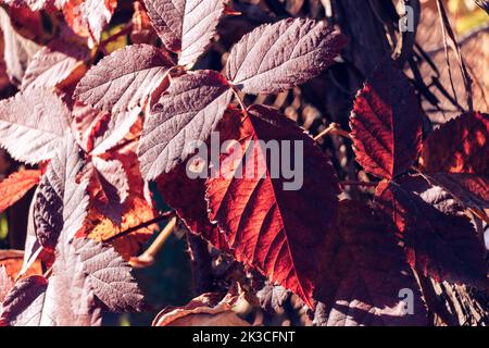 Rote Brombeerblätter aus der Nähe. Im Hintergrund verschwommen Zweige der Beere und andere Blätter. Hintergrundbeleuchtung bei Sonnenuntergang Stockfoto