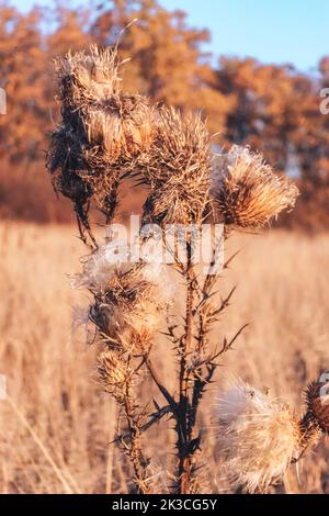 Foto der trockenen Blume Arctium láppa, große Klette. Nahaufnahme einer trockenen Blume bei Sonnenuntergang. Trockenes Blütenblätterwerk Stockfoto