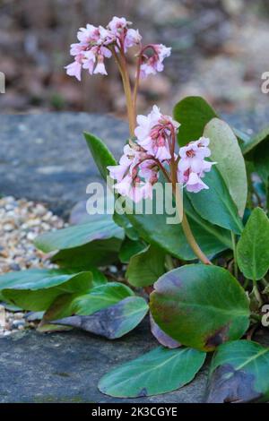 Bergenia crassifolia pacifica, pazifische koreanische Elefantenohren. Rosa blühende Staude im späten Winter. Stockfoto