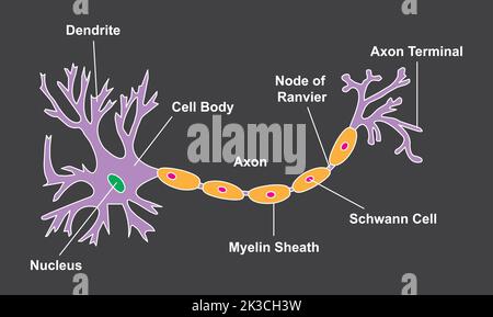 Wissenschaftliche Gestaltung der Neuronestruktur. Bunte Symbole. Vektorgrafik. Stock Vektor