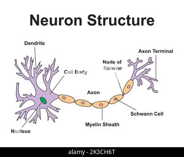 Wissenschaftliche Gestaltung der Neuronestruktur. Bunte Symbole. Vektorgrafik. Stock Vektor