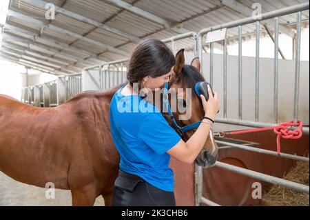 Junge Hündin mit dunklem Haar, die Mähne des Lorbeerpferdes putzt und an Stallstangen in der Scheune auf der Ranch gebunden ist Stockfoto