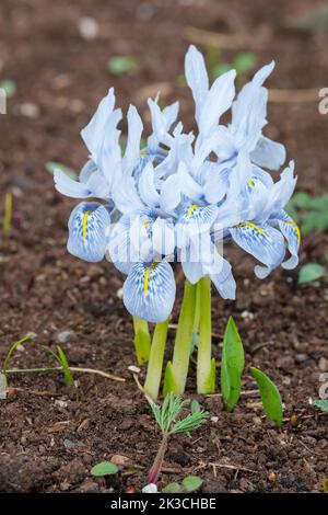 Iris Katharine Hodgkin, Iris histriodes Katharine Hodgkin, Iris 'Katharine Hodgkin, Iris reticulata, Zwergiris. Blassblaue Blüten im Spätwinter. Stockfoto