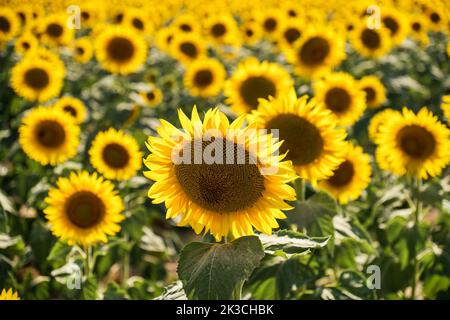 Hoher Winkel von frischen, zarten Sonnenblumen mit leuchtend gelben Blütenblättern, die an sonnigen Tagen auf dem Feld wachsen Stockfoto