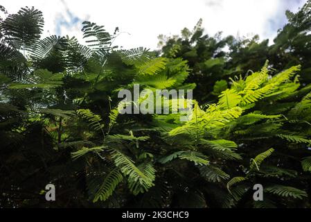 Delonix regia Blätter auf weißem Himmel Hintergrund. Royal Poinciana Farn-ähnliche Blätter Stockfoto