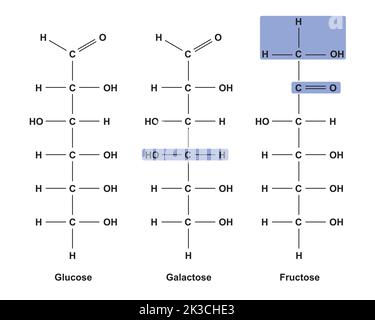 Chemische Illustration von Monosacchariden. Glukose, Fruktose Und Galaktose. Vektorgrafik. Stock Vektor