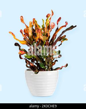 Isolierter Croton mit grünen und gelben Blättern, der in einem weißen Keramiktopf vor blauem Hintergrund im Studio wächst Stockfoto