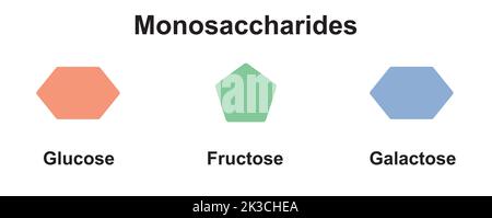 Chemische Illustration von Monosacchariden. Glukose, Fruktose Und Galaktose. Vektorgrafik. Stock Vektor