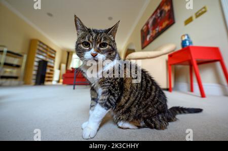 Eine Hauskatze in einer häuslichen Umgebung mit Weitwinkel-Blick auf den Raum. Diese Tabby Katze hat typische dunkle Streifen sowie weiße Markierungen. Stockfoto