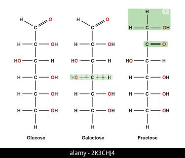 Chemische Illustration von Monosacchariden. Glukose, Fruktose Und Galaktose. Vektorgrafik. Stock Vektor