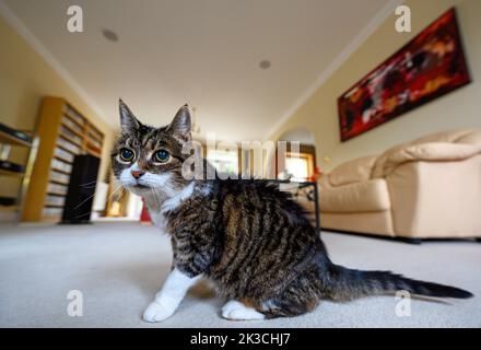 Eine Hauskatze in einer häuslichen Umgebung mit Weitwinkel-Blick auf den Raum. Diese Tabby Katze hat typische dunkle Streifen sowie weiße Markierungen. Stockfoto