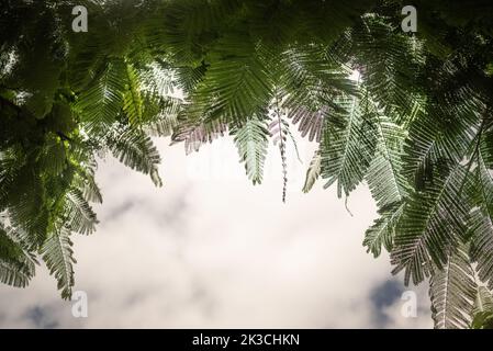 Meist verschwommene Delonix regia-Blätter Rahmen auf weißem Himmel Hintergrund Kopie Raum Stockfoto