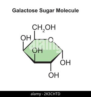 Chemische Illustration des Galaktose-Zuckermoleküls. Vektorgrafik. Stock Vektor