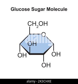 Chemische Illustration des Glukose-Zucker-Moleküls. Vektorgrafik. Stock Vektor