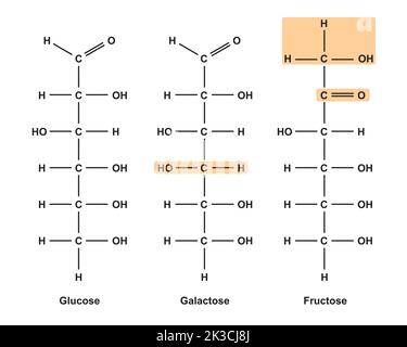 Chemische Illustration von Monosacchariden. Glukose, Fruktose Und Galaktose. Vektorgrafik. Stock Vektor