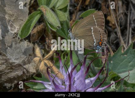 Blue-Spot Hairstreak Butterfly, Satyrium spini, auf getufteten gehörnten Wildfalter, Physoplexis comosa, in den italienischen Alpen. Stockfoto