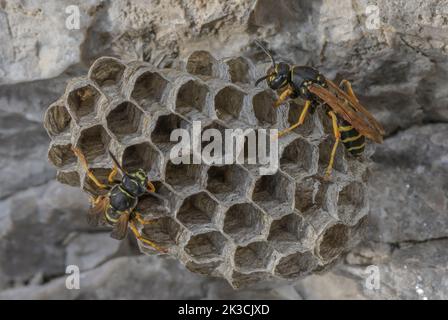 Weibliche Papierwespen, Polistes sp, Arbeiten am Nest. Italienische Alpen. Stockfoto