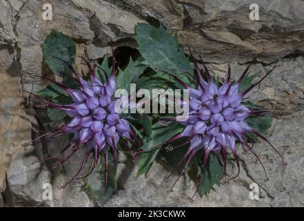 Getuftete Hornhaut, Physoplexis comosa, blühend auf Kalksteinfelsen, italienische Alpen. Stockfoto