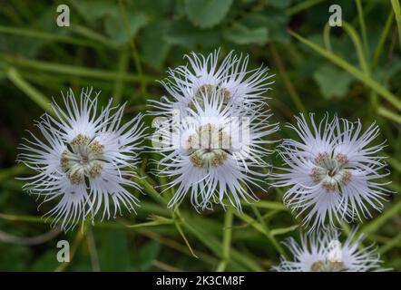 Blasse Form von gesäumtem Rosa, Dianthus hyssopifolius (früher Dianthus monspessulanus) in Blüte in den italienischen Alpen Stockfoto