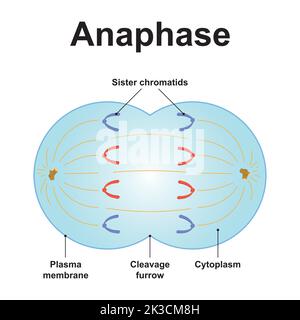 Wissenschaftliche Gestaltung der Anaphase. Das dritte Stadium der Mitose. Bunte Symbole. Vektorgrafik. Stock Vektor