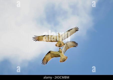 Ein Paar östlicher Fischadler (Pandion cristatus) im Flug Stockfoto