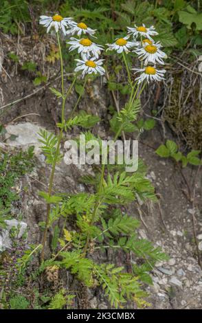 In den italienischen Alpen blüht Tanacetum corymbosum, eine skentlose fieberfreie Fieberin. Stockfoto