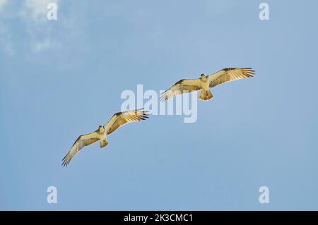 Ein Paar östlicher Fischadler (Pandion cristatus) im Flug Stockfoto
