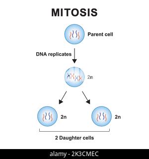 Wissenschaftliche Gestaltung von Mitoisis. Bunte Symbole. Vektorgrafik. Stock Vektor