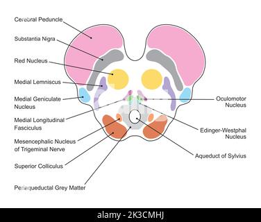 Wissenschaftliche Gestaltung der Anatomie des Mittelhirns. Axialer Schnitt auf der Ebene des Oberen Kollikulus. Bunte Symbole. Vektorgrafik. Stock Vektor