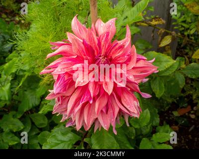 Dahlia-Speiseteller, „Islander“; eine beeindruckende Riesenblüte im Chenies Manor Garten im September. Stockfoto