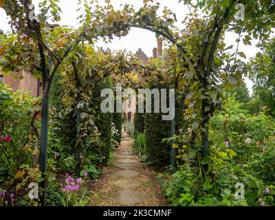 Gepflasterter Pfad mit Kiesel durch die Bögen Spaziergang am Chenies Manor Garten, zeigt das Colchicum und die obenliegende Weinrebe im September. Stockfoto