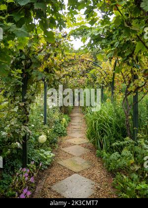 Porträtansicht des gepflasterten Schindelwegs durch den Bogengang im Garten des Chenies Manor, der das Colchicum und die obenliegende Weinrebe im September zeigt. Stockfoto