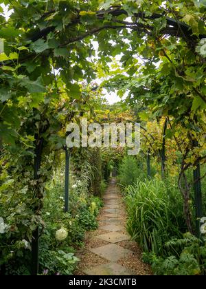 Porträtansicht des gepflasterten Schindelwegs durch die Bögen im Chenies Manor Garten, zeigt die oben liegende Weinrebe im September und viel Laub. Stockfoto