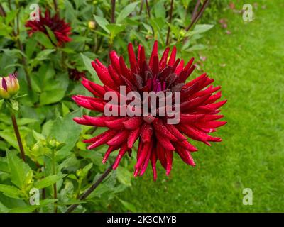 Lebendige, dunkelrote Dahlia 'Chat Noir' mit Regentropfen im Chenies Manor Garten im September; ein Halbkaktus-Blütenkopf mit tiefroten Blütenblättern. Stockfoto