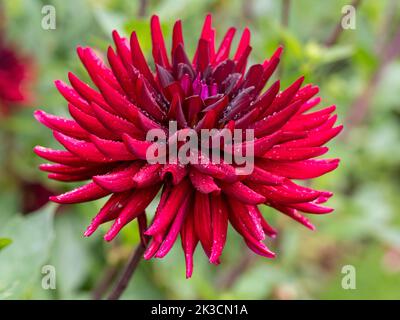 Lebendige, dunkelrote Dahlia 'Chat Noir' mit Regentropfen im Chenies Manor Garten im September; ein Halbkaktus-Blütenkopf mit tiefroten Blütenblättern. Stockfoto