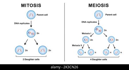 Wissenschaftliche Entwicklung von Unterschieden zwischen Mitose und Meioisis. Mitose vs. Meiose. Bunte Symbole. Vektorgrafik. Stock Vektor