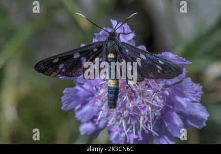 Neun gefleckte Motten, Amata fegea, (früher Syntomis fegea), auf der Blüte von Grass Leaved Scabious, Lomelosia graminifolia. Italienische Alpen. Stockfoto