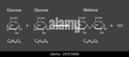 Maltose-Bildung. Glykosidische Bindungsbildung aus zwei Glukosemolekülen. Vektorgrafik. Stock Vektor