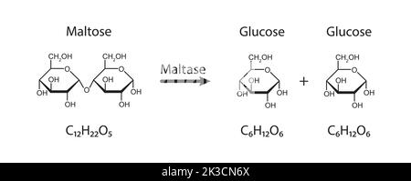 Maltase-Enzym-Effekt auf Maltose-Zucker-Molekül. Maltose-Hydrolyse. Vektorgrafik. Stock Vektor