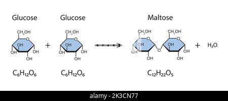 Maltose-Bildung. Glykosidische Bindungsbildung aus zwei Glukosemolekülen. Vektorgrafik. Stock Vektor