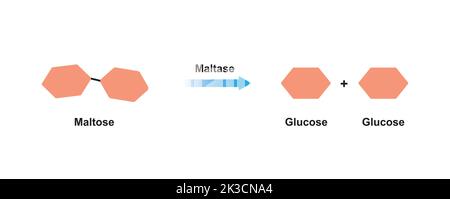 Maltase-Enzym-Effekt auf Maltose-Zucker-Molekül. Maltose-Hydrolyse. Vektorgrafik. Stock Vektor