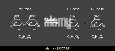 Maltase-Enzym-Effekt auf Maltose-Zucker-Molekül. Maltose-Hydrolyse. Vektorgrafik. Stock Vektor