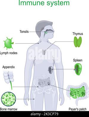 Immunsystem. Struktur und innere Organe des lymphatischen Systems. Vektorgrafik. Stock Vektor